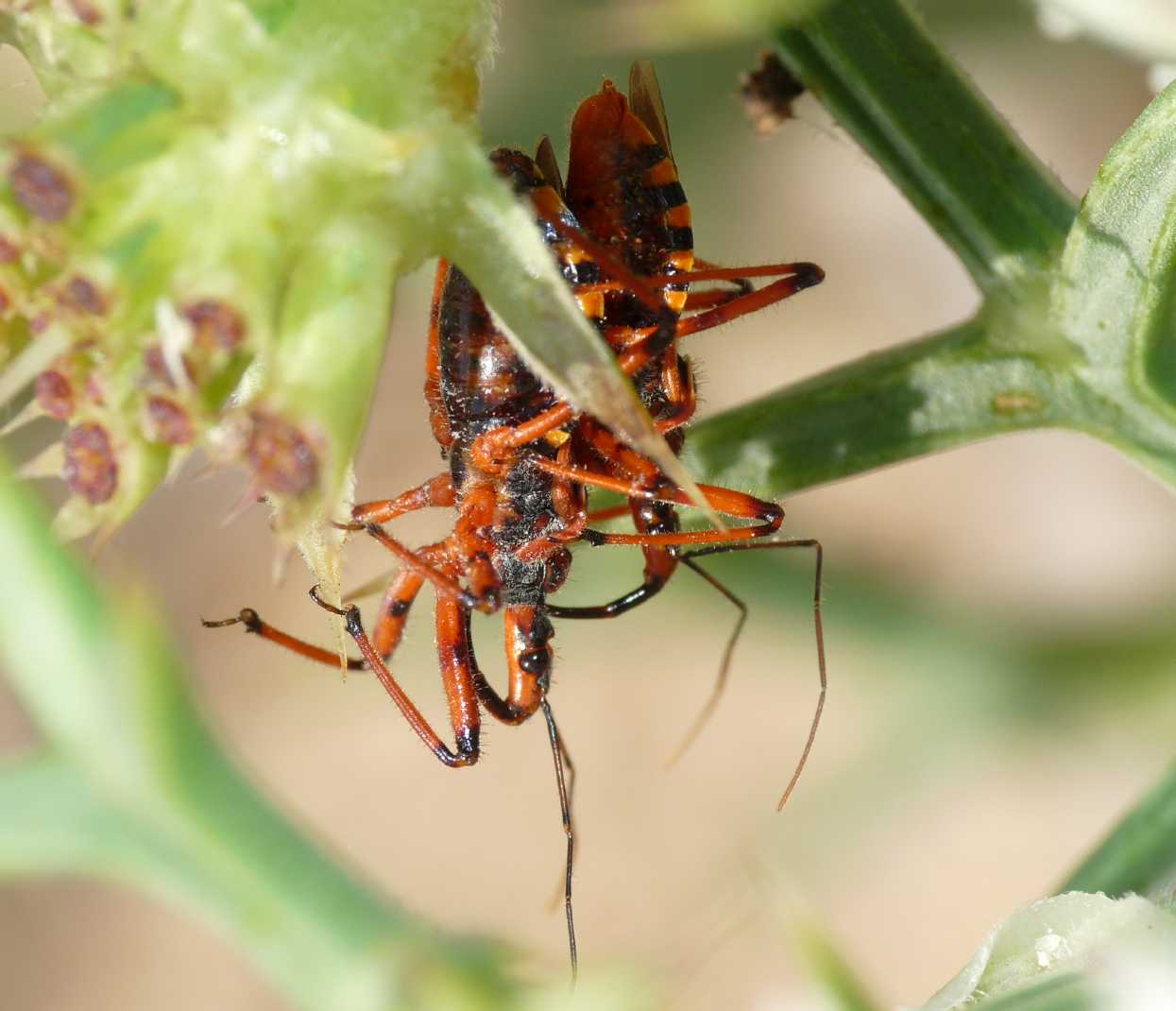 Rhynocoris erythropus: accoppiamenti